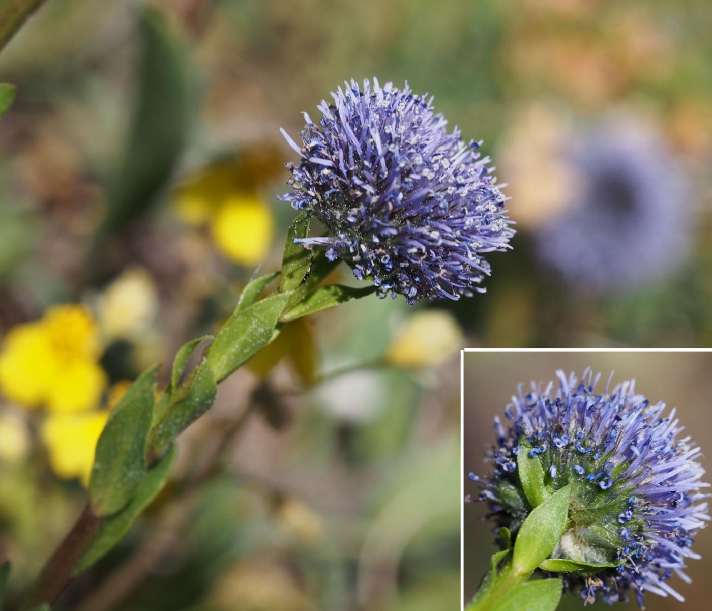 Globularia flower